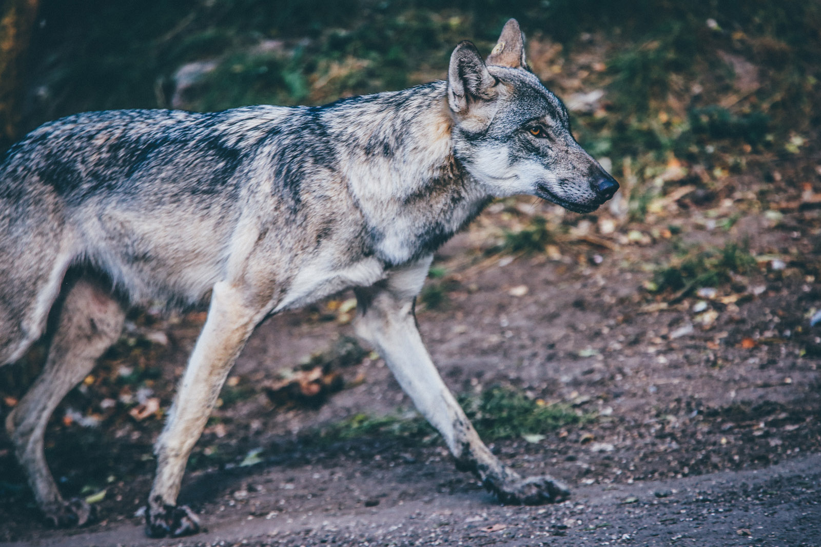WolfThemes.com